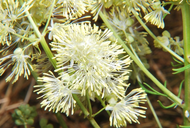 Thalictrum sp.